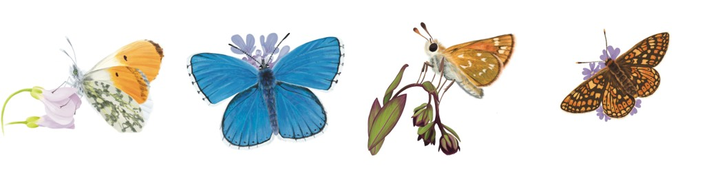 28. UFZ-Workshop „Populationsbiologie von Tagfaltern und Widderchen“